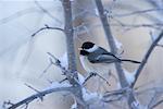 Mésange à tête noire en hiver