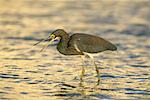 Tricolored Heron