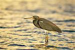 Tricolored Heron