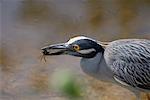 Great Blue Heron Eating Crab