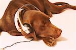 Dog Sleeping While Listening to Music