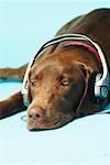 Dog Listening to Music