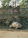 Cow Lying Down Underneath No Parking Sign, Udaipur, Rajasthan, India