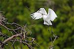 Grande aigrette construction nid, colonie de Venise, Venise, Floride, États-Unis