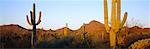 Cactus Saguaro, orgue tuyau National Monument, Arizona, USA