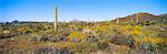 Ajo Mountains and Desert, Organ Pipe National Monument, Arizona, USA