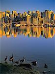 Canada Geese, Coal Harbour, Stanley Park, Vancouver, British Columbia, Canada