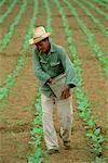 Farmer Planting Tobacco, Cuba