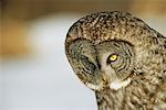 Great Grey Owl