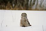 Great Grey Owl