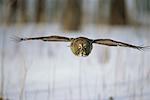 Great Grey Owl