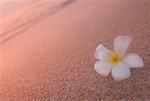 White Plumeria on Beach