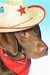 Dog Wearing Cowboy Hat