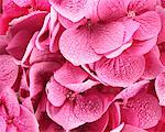 Gros plan d'hortensia rose