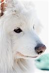 Nahaufnahme der Samoyed Hund