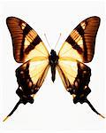 Serville Kite-swallowtail Butterfly
