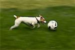 Dog Chasing Soccer Ball