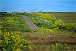 Empty Road, Easter Island, Chile