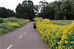 Person Riding Horse Down Road, Easter Island, Chile