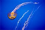 Sea Nettle Jellyfish