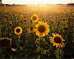 Champ de tournesols, Bouches Du Rhône, Provence, France