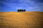 Grove of Trees in Field, Tuscany, Italy