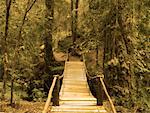 Footbridge in Forest, Neltume, Chile