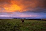 Horse, Puakataki, Easter Island, Chile