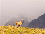 Guanacos and Cuernos del Paine, Torres del Paine National Park, Patagonia, Chile