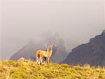 Guanacos et Cuernos del Paine, le Parc National Torres del Paine, Chili Patagonie