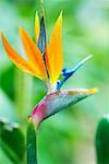 Bird of Paradise Flower