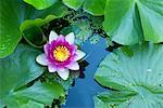 Lotus Flower