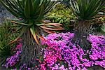 Aloe Pflanzen, Botanischer Garten Huntington, Pasadena, Kalifornien, USA