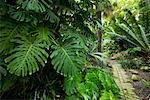 Monstera Deliciosa, Los Angeles County Arboretum und Botanischer Garten, Arcadia, Kalifornien, USA