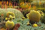 Golden Barrel Cactus, Huntington Botanical Gardens, Pasadena, California, USA