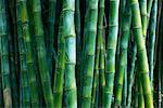 Bamboo Grove, Huntington Botanical Gardens, Pasadena, California, USA