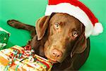 Portrait de chien avec bonnet de Noël près de cadeaux de Noël