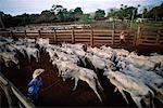 Farmers Herding Cattle, Caiman, Pantanal, Brazil