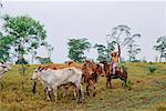 Man Herding Cattle in Pasture, Caiman, Pantanal, Brazil, South America