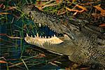 Crocodile dans l'eau, Kakadu, territoire du Nord, Australie