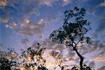 Arbres et le ciel, Parc National de Kakadu, territoire du Nord, Australie