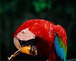 Close Up of Macaw, Amazon, Brazil