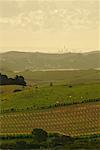 Farmland Seen From Stony Batter, Waiheke Island, New Zealand