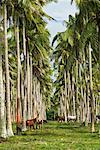 Horses In A Palm Tree Plantation, Efate, Vanuatu