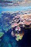 Coral Reef Off Tanna Evergreen Bungalows, Tanna, Vanuatu