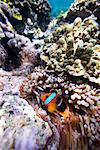 Clownfish on a Coral Reef Off Tanna Evergreen Bungalows, Tanna, Vanuatu