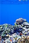 Coral Reef Off Tanna Evergreen Bungalows, Tanna, Vanuatu