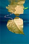 A Leaf Underwater at the Blue Hole, Espiritu Santo, Vanuatu