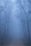 La gomme des arbres dans la brume près de Braidwood, New South Wales, Australie