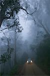 Auto fahren durch Gummi-Bäume im Nebel, in der Nähe von Braidwood, New-South.Wales, Australien